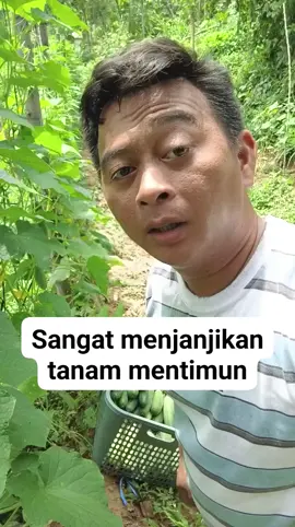 timun menjanjikan