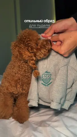 Образ для пуделя 🐶