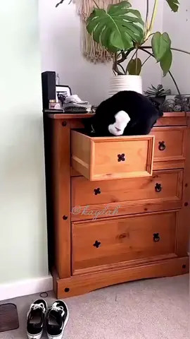 funny cats🐾 funny pets 🐾 funny moments 🐾