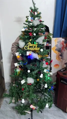 CÂY THÔNG NOEN 1m5 1m8 2m1 2m4 #ngagiadung20 #caythong #caythongnoel #caythongkemnhung #caythonggiangsinh 