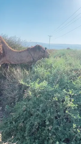 صباح النور والسرور 