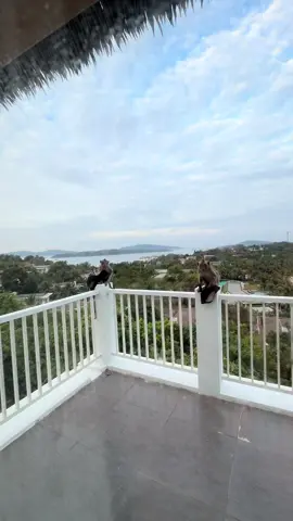 #фукуок #обезьяна #прикол #ржака #путешествие 