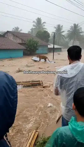 “rumah tenggelam… dan harimau ini ikut terseret — bukan karena salahnya, tapi karena dunia yang lupa ada makhluk lain yang tinggal di sana.” Dia berdiri di atas selembar seng, di tengah arus yang lahir dari pohon yang kita tebang, hutan yang kita habisi, rumah yang kita ambil tanpa pernah meminta izin.” Lihat matanya… itu bukan hanya takut. Itu tatapan makhluk yang bingung, ‘Kenapa rumahku hilang? Kenapa aku sendirian?’ Dia cuma ingin hidup. Dia cuma ingin pulang. Entah ini rekaman nyata atau rekonstruksi — rasa sakit seperti ini benar-benar terjadi. Banjirnya nyata. korbannya nyata. Dan makhluk seperti dia benar-benar ada.” Semoga dia ditemukan. Semoga Sibolga kuat. Semoga manusia belajar sebelum alam berhenti memberi kita waktu.” 💔🌧️🙏 “Kalau kamu lihat ini… jangan cuma scroll. Kirim satu doa — untuk Sibolga, untuk harimau ini, dan untuk semua yang ikut menanggung akibat dari tangan kita.” #Sibolga #SibolgaBanjir #HarimauSumatra #DoaUntukSibolga #PrayForSibolga