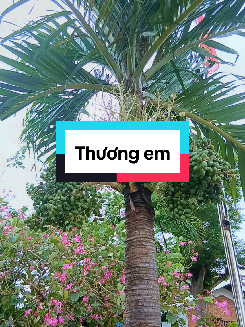 Thương em để những giận hờn cứ theo mưa gió cuốn về xa xôi #nhachaymoingay #canhdep #xuhuong 