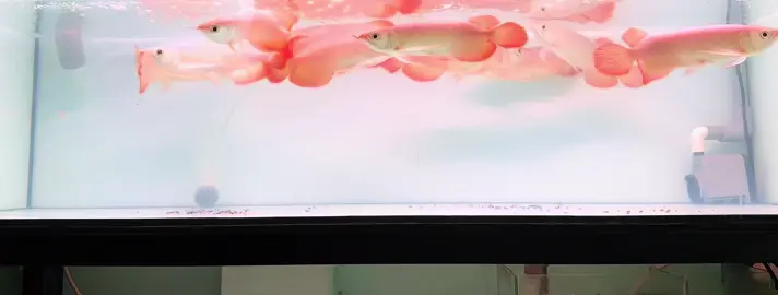 Mời anh em đam mê 🥰🐲🇻🇳 #Carong #carongdep #Arowana #caronghuyetlong #huyetlongduoicang #xuhuong #fish #xuhuongtiktok 