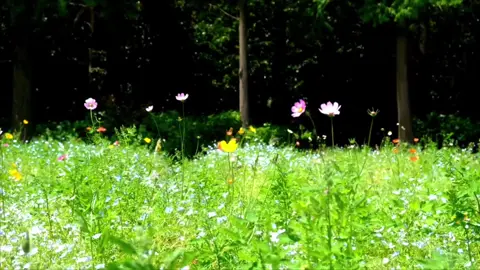 “Một mình cũng được,hạnh phúc là được “#xuhuong #flowers #fyp 