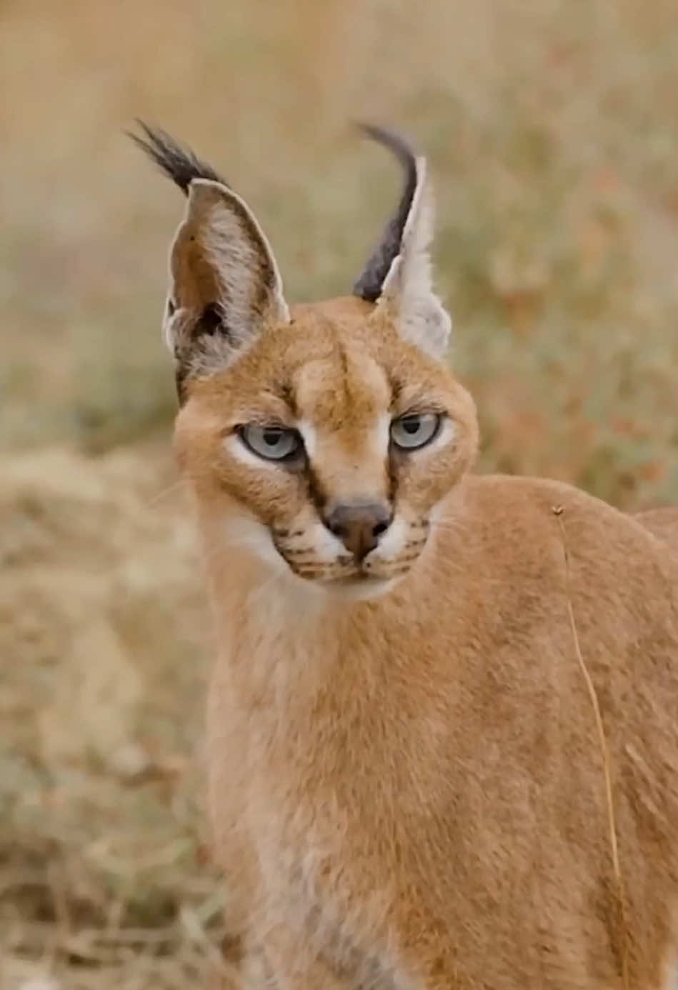 #animalsworld #wildlife #nature #animalslifestyle #foryoupage 