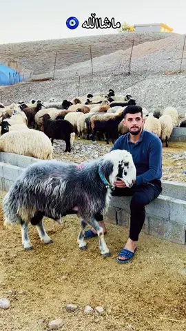 #ڤیدۆیەكی_هیوا_بەخش🤍💚 @Hawraman H Ablrahim @﮼حاجی 🖤🦁 #دەربەندیخان_سەیدسادق_کەلار_سیروان❤ #دڕکە🌱 