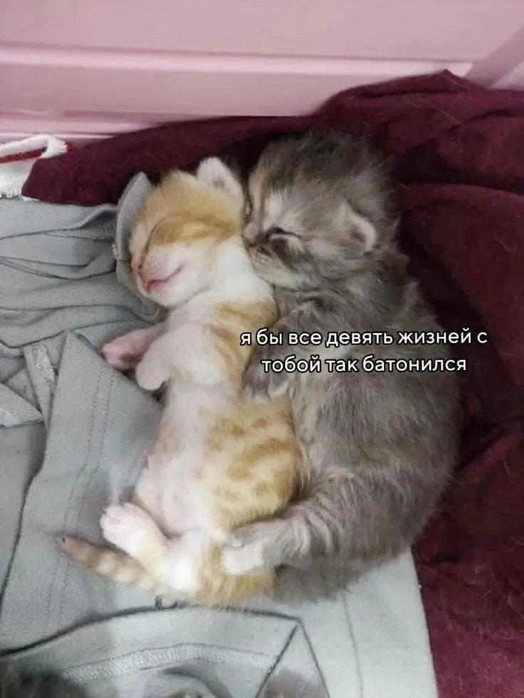#котики #милые #любовь #щитпост