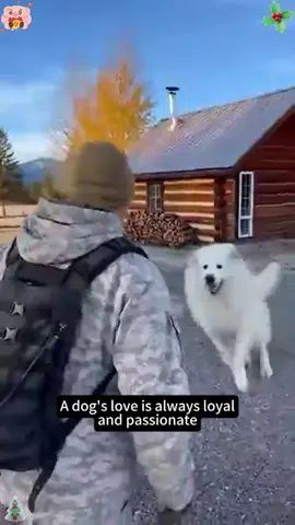 He served his country. His dog waited for him.🐶❤️#fyp #foryou #funny #Love #dog 