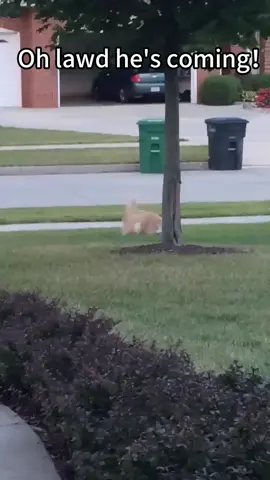 Fluff? Nope. Full-on tank. 💪🐈 #cats #kitty #fyp #catlover #catsoftiktok 