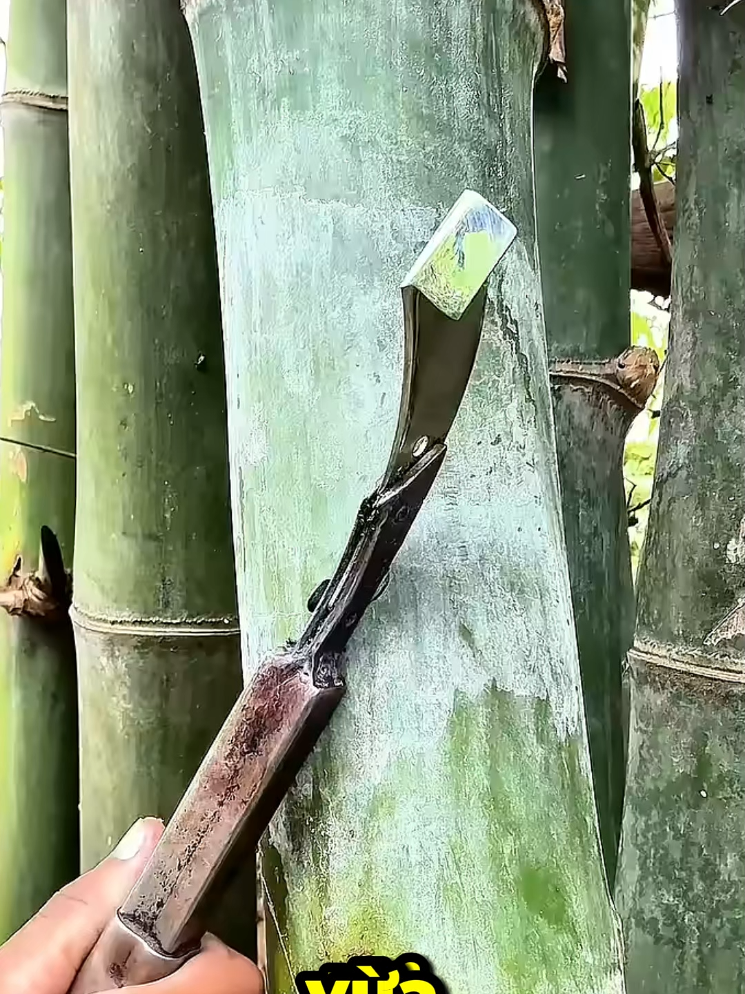 Báu vật anh hùng ~ Hải đường sau mưa