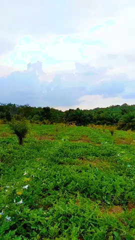 #fypシ゚  #semqngatttt💪💪🥰 #petanisemangka🍉🍉 #petaniindonesia🇮🇩🇮🇩🇮🇩🌿🌿 