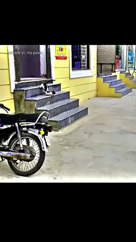 Kitten and mother rescue#cats #catslovers #rescue 