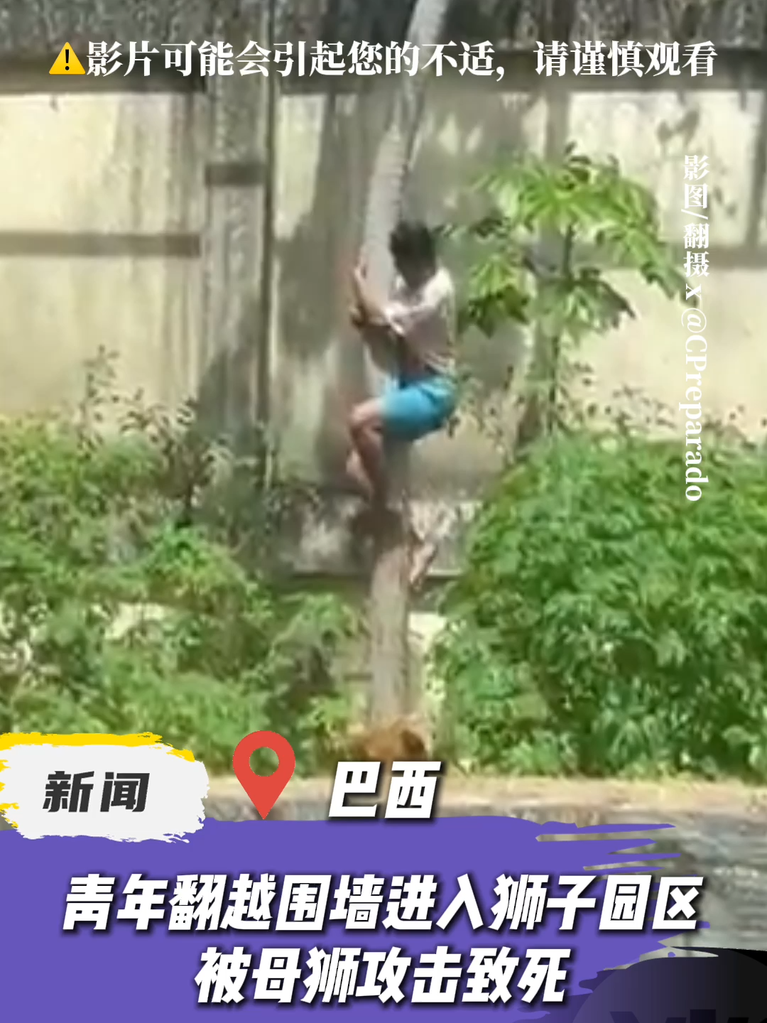 【谈谈News】巴西青年翻越围墙进入狮子园区，被母狮攻击身亡。 #谈谈网 #巴西 #动物园 #母狮子