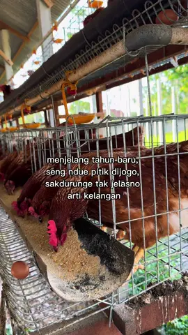 Seng ati-ati cah #tahunbaru #ayampetelur #peternakmuda #halodek 