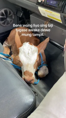 #peternakmuda #lembusekethi #blantikmudapunyacerita #bosmuda 