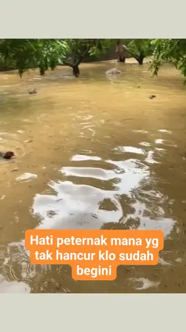 tak mungkin ku berpaling #ayam #banjir #fyp #pencintahaiwan #pencintahaiwan 