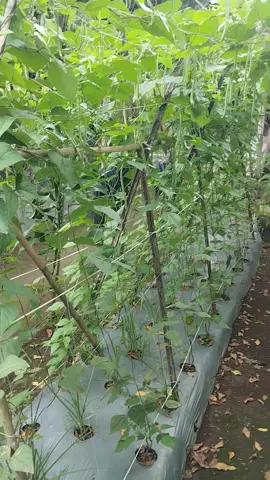 #Buncis Pertiwi #Petanipemula #kerjaformalitasngopirutinitas 