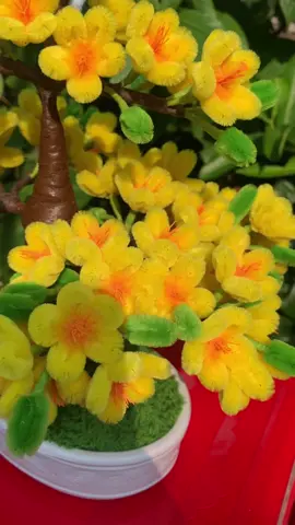 🌼MẪU HOA MAI CHẬU NHÀ MÍT Khách iu ib e tư vấn nha ! #hoanhamit #hoakemnhung #hoatet #tet2026 #hoamai #thinhhanh 