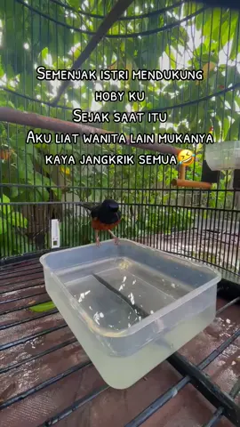 🤣🤣🤣🤣 #muraibatuindonesia  #muraibatumania 