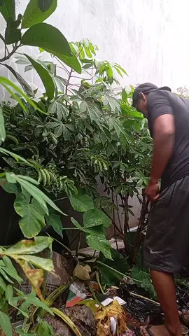 pantesan kebon baunya beda ternyata ini pnyebabnya 😀😀