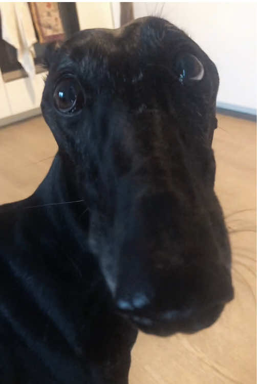 Why did he make that kind of face?  #dog #foryou #funny #fyp #dogsoftiktok #usa 