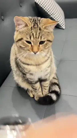 So cute #cutecat #pet #kucing #kitty #funny 