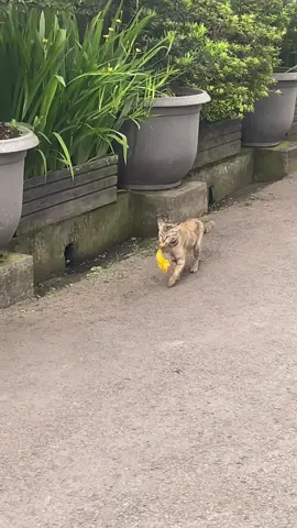 #fyp #kucing #kucingtiktok #cat 