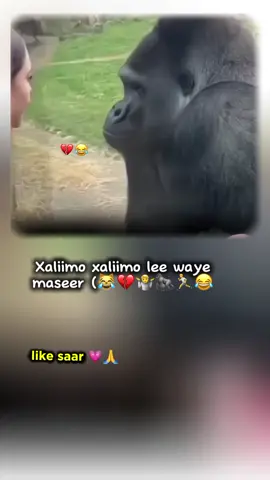 Xaliimo xaliimo lee waye 😭💔💃🤷😂#sticker #fypage #100k #copylink #follow 