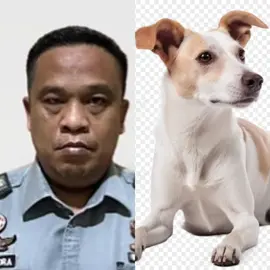 Paksa Tahanan Makan Daging Anjing, Kalapas Dinonaktifkan #lapas #lapasenemawira  #kalapas 