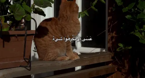 عَسَى أنْ تَكْرهُوَا شَيءٌ وَيَجِعَل اللَّهُ فِيهِ خِيَّرًا #احمد_الوائلي #رحمه_الله #باسم_الكربلائي #تصيمم_فيديوهات🎶🎤🎬 #fyp 