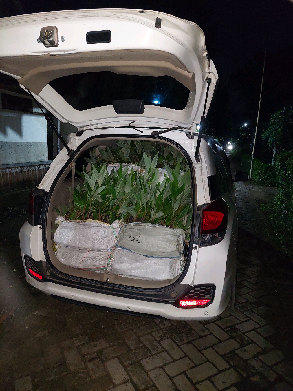 BIBIT SALAK PONDOH Ready Bibit Salak Pondoh Siap Melayani Ecer Maupun Grosir, Stock Melimpah , Bisa Bantu Kirim Kirim Sampai Lokasi. #fyp #promosigratis #petanimuda #tiktokviral #promosi 