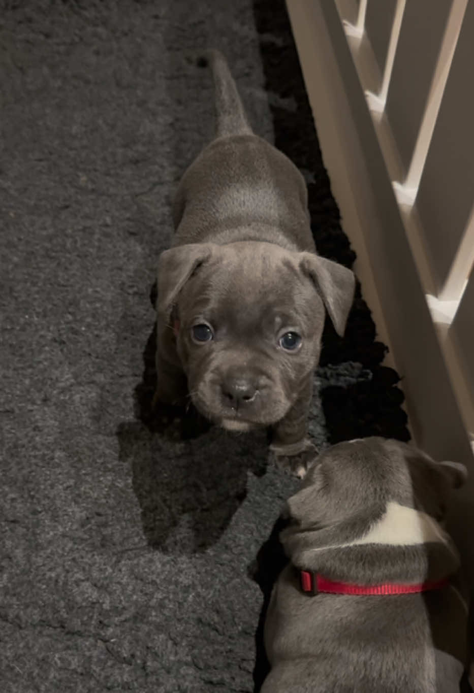 Could you resist? Because I couldn’t 😂💗 Baby Luna has figured out I’m the weak link… and she’s using her supersonic charm to get all the cuddles. One look and I’m melted. Only mum Agatha can save me, so I hand Luna over for a quick milkbar top-up and make my escape 🤣🐾 #dogtok #BlueStaffy #StaffyPuppy #PuppyLove #CuteDogs 