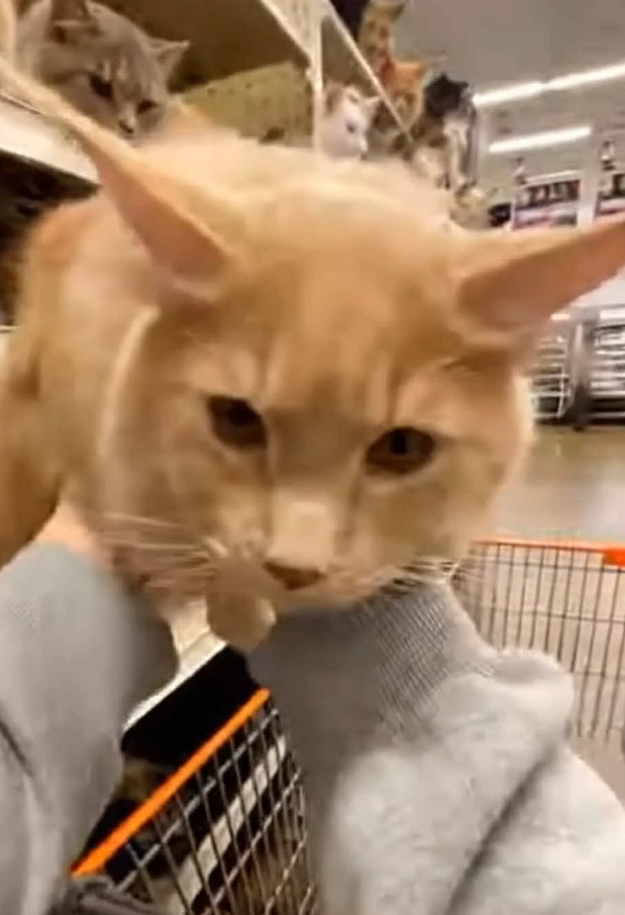 Which can do you want to buy?😉#cat #SORA #foryoupage #fyp #tiktok 