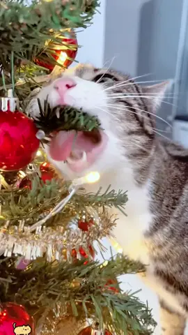 Cats love Christmas #christmas  #catsoftiktok #cats #fyp #christmasdecor #christmastree #catlover #christmascat#fyp #funny#viral 
