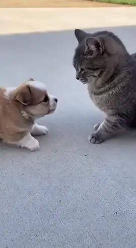 Chưa chạm nhé oan quá. Series sen và boss 1 #cat #dog #meow #funnyanimals 