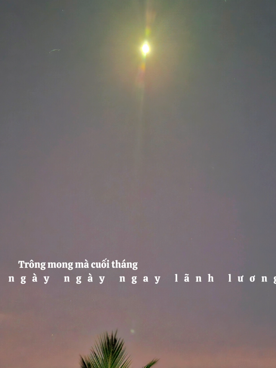 #viralvideo #🌻🌻🌻 