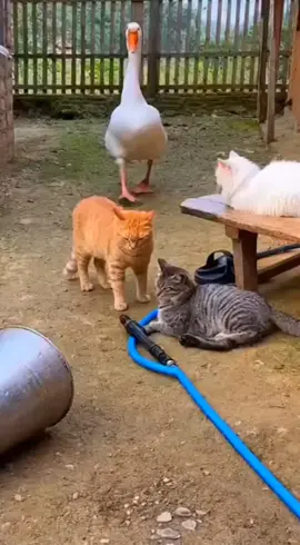 Angsa buat kucing basah dengan jet cleaner #fyp #kucing #kucinglucu #kucingviral #sora 