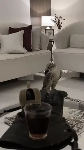 #نادي_الصقور_السعودي_ملهم #كاس_نادي_الصقور #الشامخ #explore #الخبر 