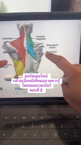ตอนที่ 2 | กล้ามเนื้อหลังชั้นบน รู้ จุดเกาะต้น – จุดเกาะปลาย – ไลน์กล้ามเนื้อ = นวดง่ายขึ้น แม่นขึ้น และแก้อาการได้ตรงจุด 🔥💆🏻‍♂️💆🏻‍♀️ วิดีโอตัดจากไลฟ์สอนจริง ใครอยากเรียนต่อ ฝากกดติดตาม + Subscribe ด้วยนะคะ 💙🙏  #หมอนวดเบียร์นิวซีแลนด์ #กล้ามเนื้อหลัง #นวดแก้อาการ #งานนวดต่างประเทศ #อนาโตมี่สำหรับหมอนวด 