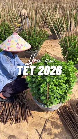 Thấy hoa cúc là thấy Tết rồi đó ạ, đếm ngược 77 ngày nữa là đến Tết 2026 #ngogiadaily #LearnOnTikTok #tet2026 #phuyen #hoatet 