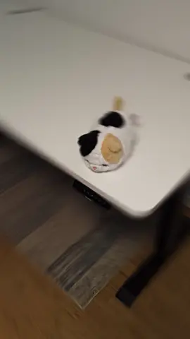 Now my cat has the best table in Lithuania | Desktronic HomePro (160x80) | For me, as someone who spends almost 24/7 at the computer, being able to work standing up has really saved my back. The minimum height is about 63.5 cm, the maximum is about 128 cm, and it feels like it could support even my entire weight without any problems (it actually managed to lift me without any issues). I would say that this is the best desk I have ever used. If you're looking for a desk, check out Desktronic. The promo code Karnawa1 gives you a discount, with delivery to DE/FR/PL/NL/BE/DK/SE. @Desktronic #setup #techtok #edit  #GamingSetup #desksetup 