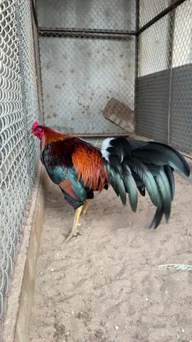 3k9 zin mùa lên đã 1x 