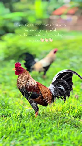 Boston dom🤩 #hobyayam #peternakmuda #dom #masukberanda 