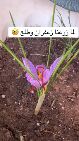 يوزن بالذهب 🔥  #زعفران #زراعة #ورد #زراعة_الزعفران #حديقة  @مشتل روض 