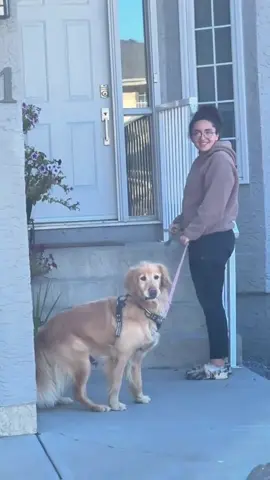 Dogbus,doggos Having the Best Day Ever  #DogDaycare#dogbus#DogTok#PupMoments#fyp