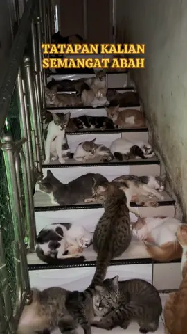 Akan ada masa dimana Allaah angkat derajat RUMAH KUCING ABAH JUNA