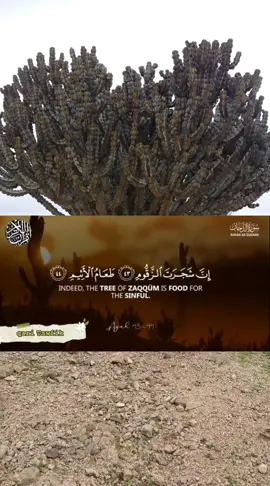 اللهم اجعل القرآن الكريم ربيع قلوبنا ونور صدورناوجلاء احزاننا وذهاب همومنا وغمومنا يارب العالمين #اللهم_لك_الحمد_ولك_الشكر❤️🕋❤️🤲 #القرآن #CapCut 