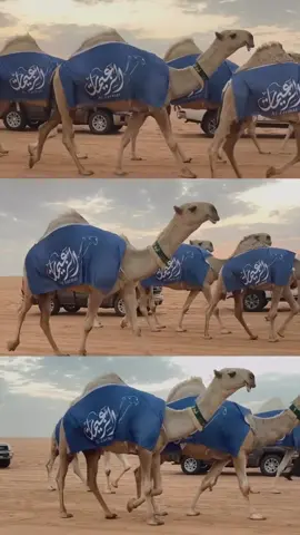 من نوادر الزعيمات ل زعيم الشقح 